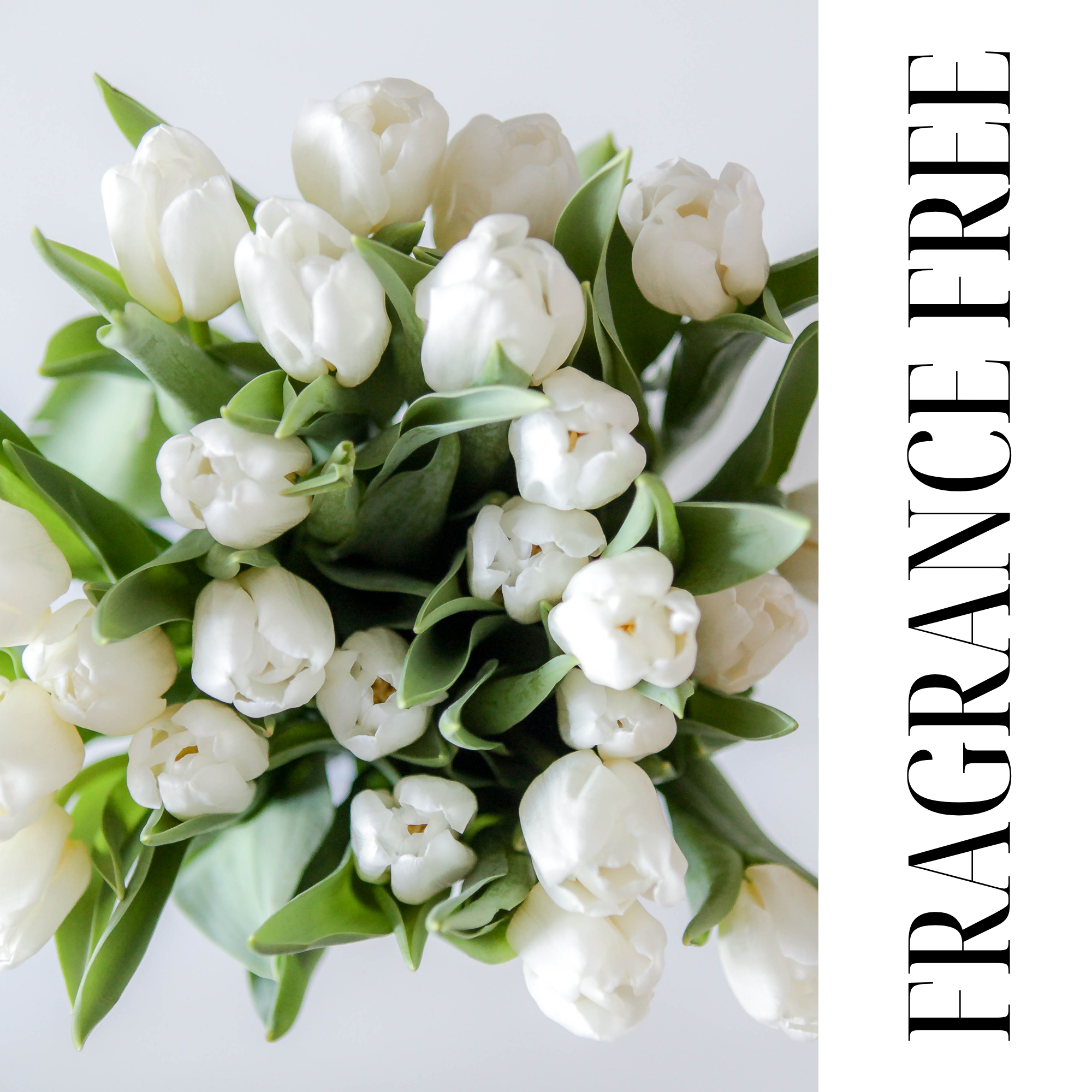 PURE & GENTLE FRAGRANCE-FREE | DYE-FREE | SHOWER BUTTER | SHEA BUTTER CLEANSER | PARABEN FREE