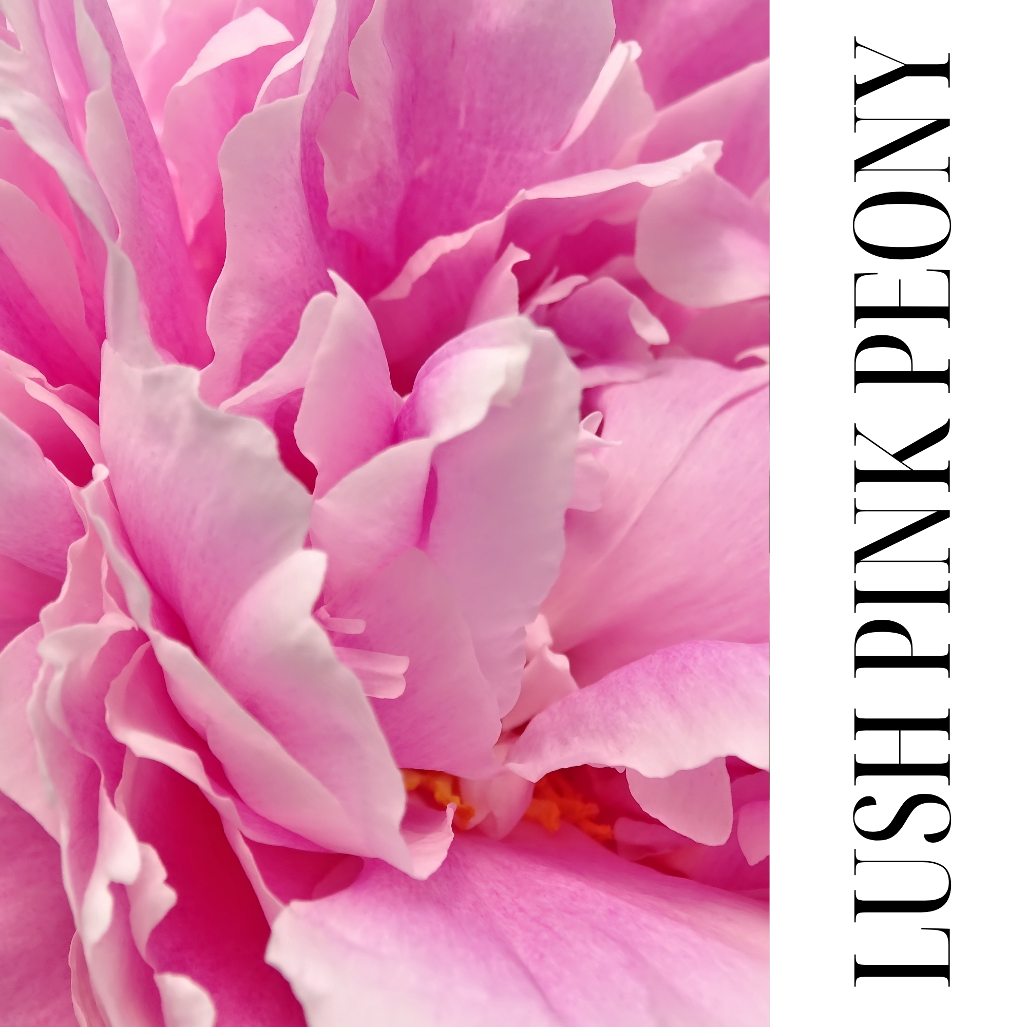 CLOUD CREAM | LUSH PINK PEONY | CREAMY WHIPPED SOAP WITH SHEA AND OLIVE OIL