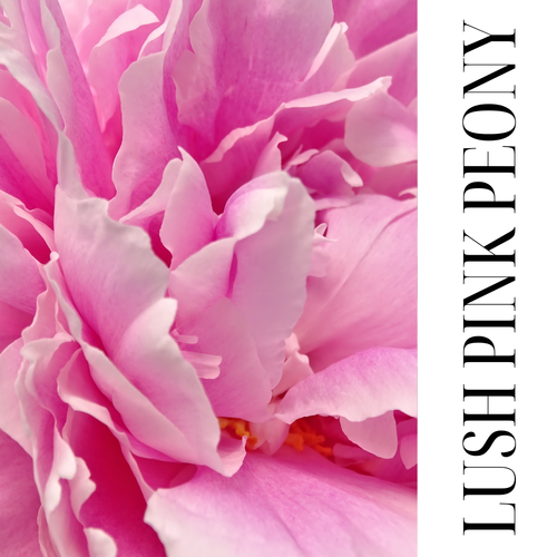 CLOUD CREAM | LUSH PINK PEONY | CREAMY WHIPPED SOAP WITH SHEA AND OLIVE OIL