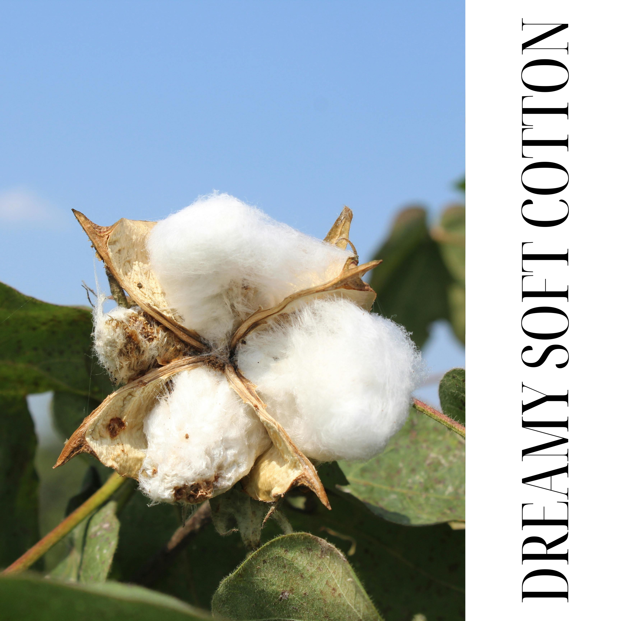 CLOUD CREAM | DREAMY SOFT COTTON | WITH SHEA AND OLIVE OIL